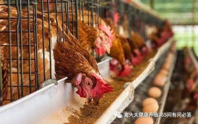 肉毛鸡最新价格动态解析报告